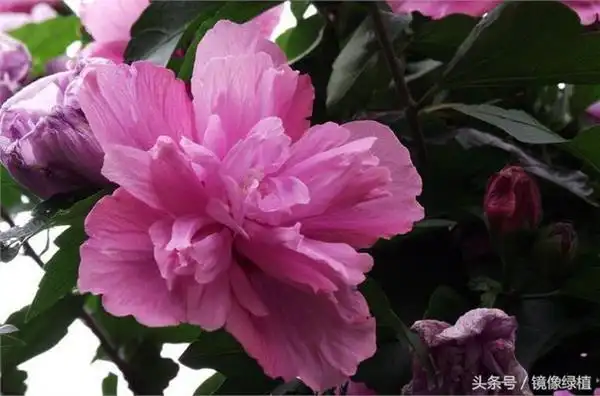 韩国,朝鲜同一个民族,喜欢的花却不同!