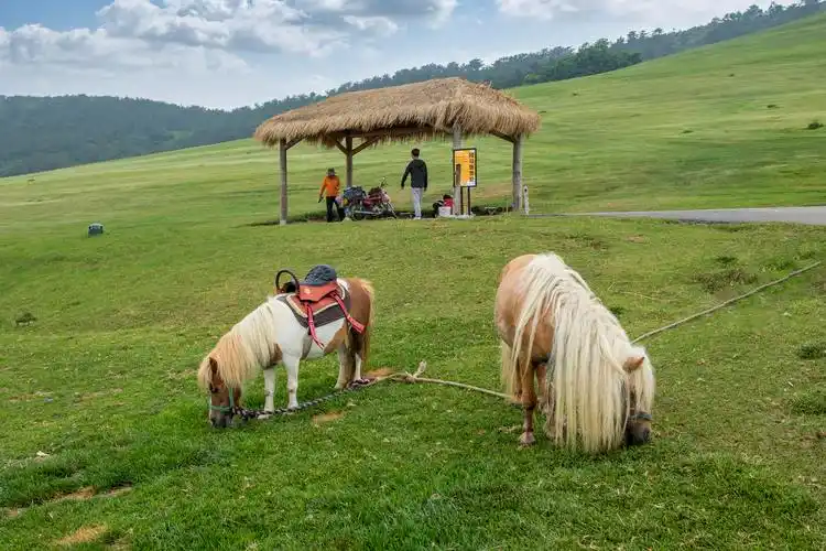 《大连三寰牧场休闲游》拍于2020年7月5日