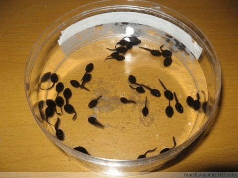 蝌蚪宝宝成长记 春天来了,青蛙妈妈产下的卵,变成了可爱 的小蝌蚪