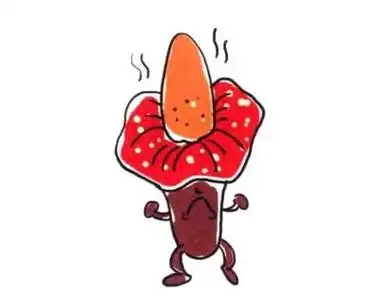 大王花大王花简笔画