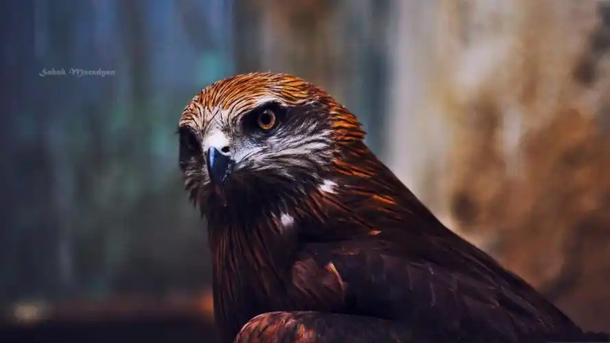 鹰的眼睛特写摄影壁纸