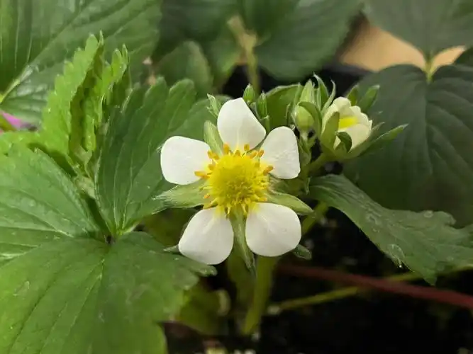 草莓开花了要人工授粉吗