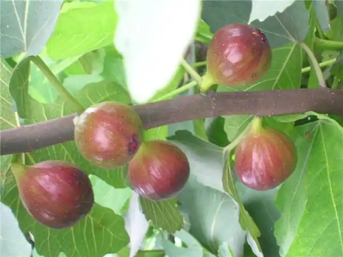 无花果树苗盆栽地栽日本紫果无花果苗南方北方种植无花果小苗批发