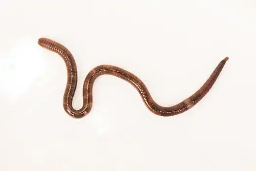 环节动物图片_环节动物图片大全_环节动物图片素材