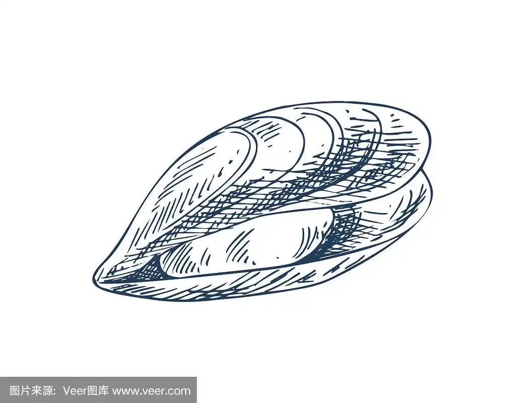 美利特蚌双壳贝类海鲜海报