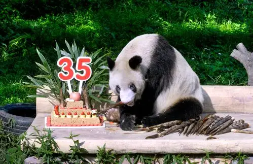现存最长寿大熊猫重庆过"百岁"生日 繁育后代114只