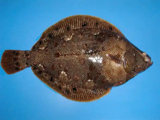 体长可达410毫米.