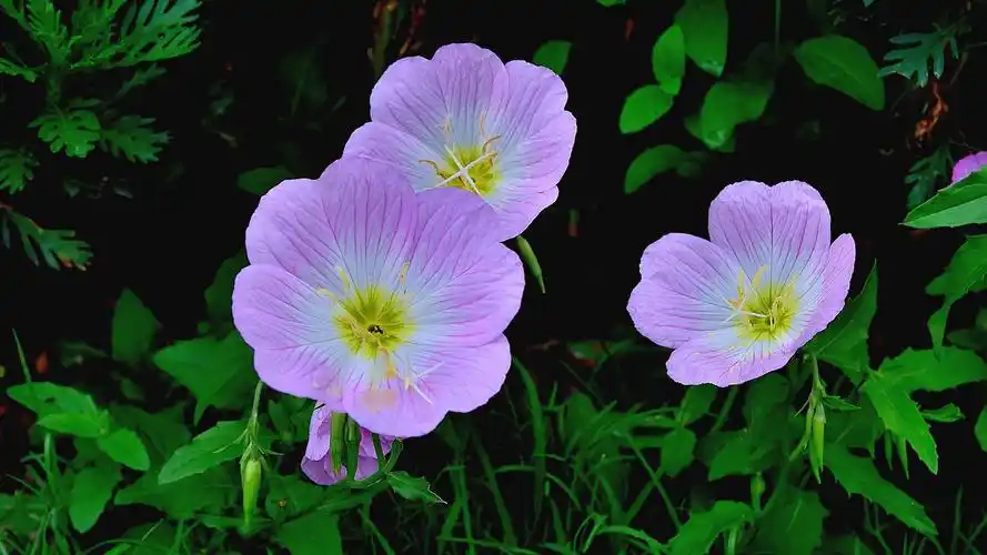 首页 桌面壁纸 月见草花清新图片高清电脑壁纸上一张下一张查看原图