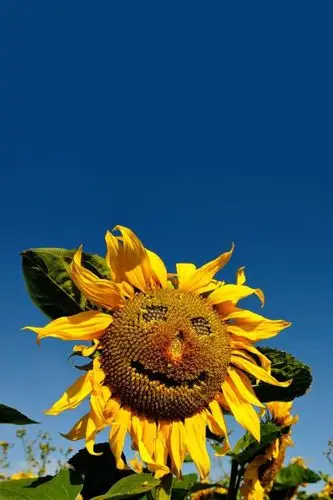 喜欢向日葵的积极向上阳光自信