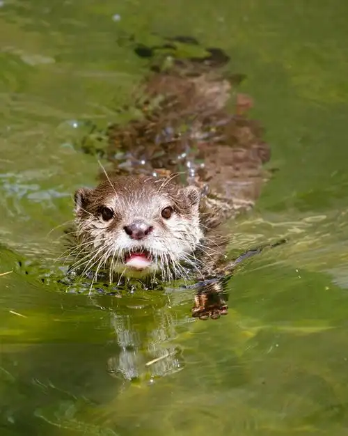 亚洲小小爪的水獭 (amblonyx 灰) 在新鲜的水中游泳