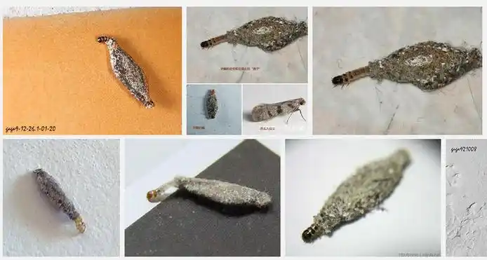 展开全部 衣蛾的幼虫