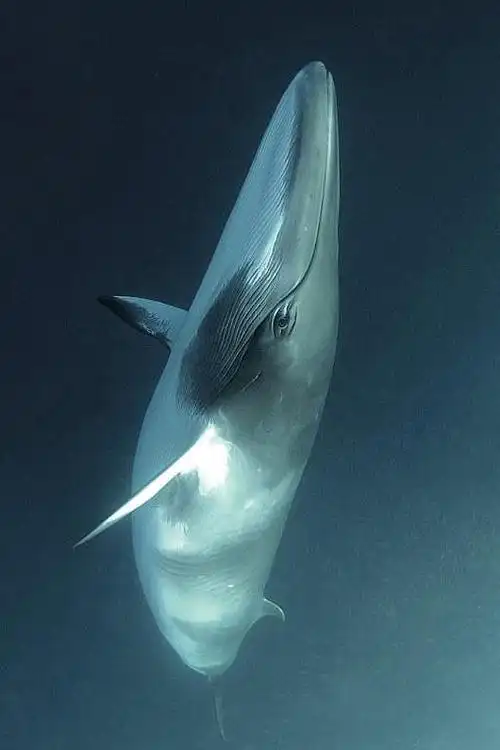 鲸目须鲸亚目须鲸科须鲸属南极小须鲸