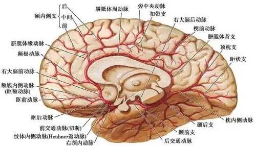 大脑半球内侧面的动脉
