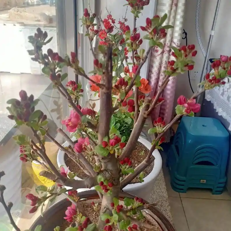 我养的贵人果海棠成长记录好看的花一定要分享给你