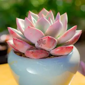 熊多头多肉植物