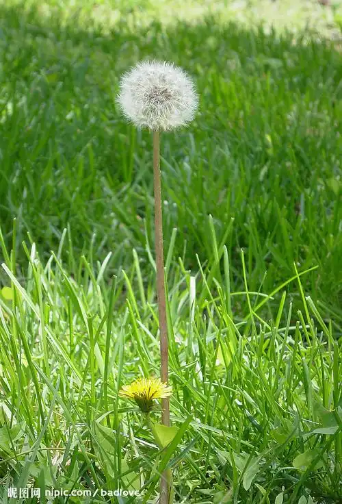 蒲公英图片(蒲公英图片大全大图)