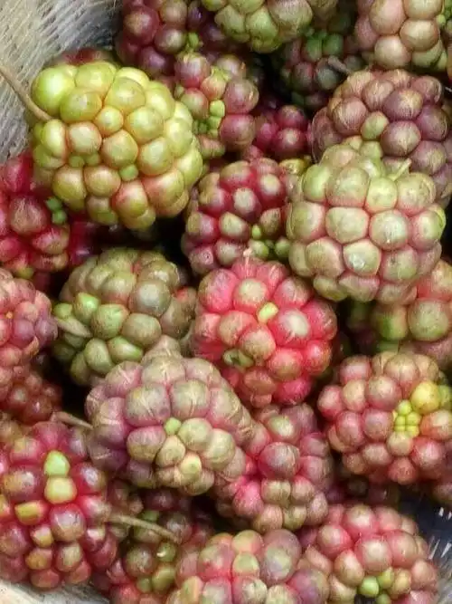 请问这是什么水果?