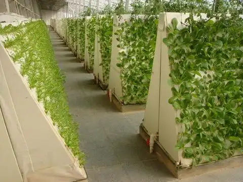 无土栽培技术_寿光市九合农业发展有限公司