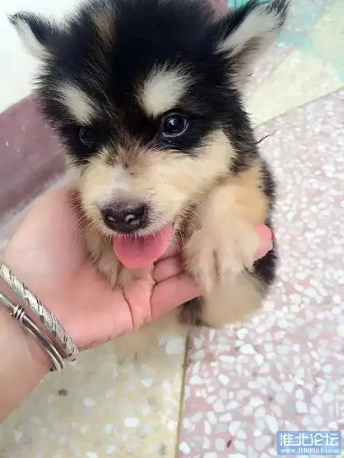 自家满月阿拉斯加