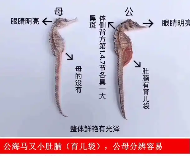 海马作用与功效煲汤(海马怎么炖最补肾壮阳) | 锁阳号_分享各种的功效