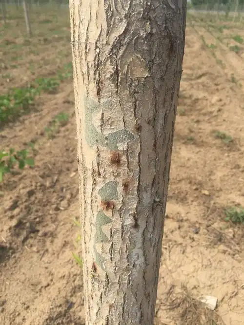 请问柳树这样是什么病