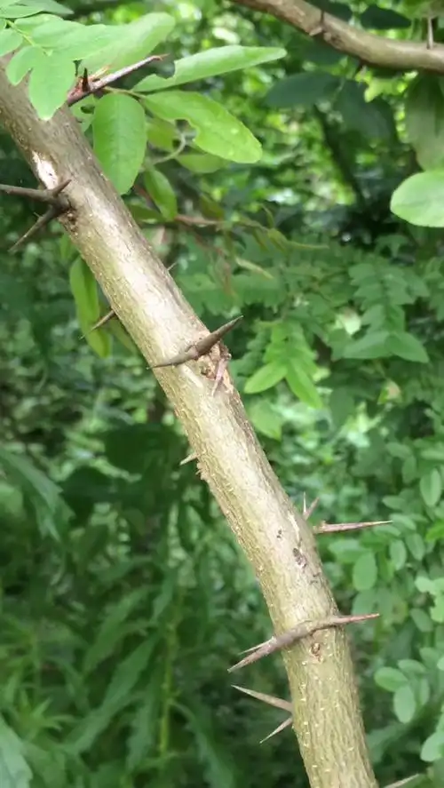 别人种在地里的刺树叫什么名?