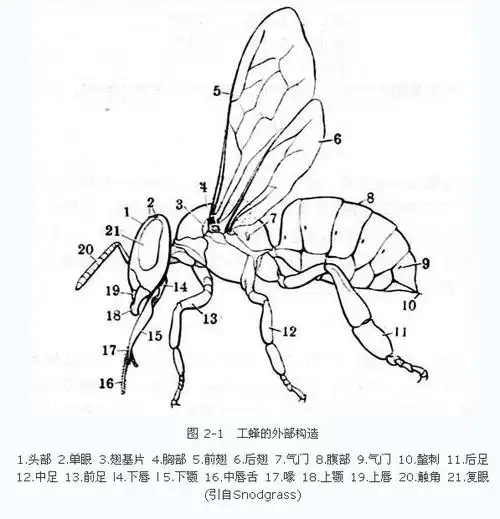 【转载】蜜蜂生物学(上)