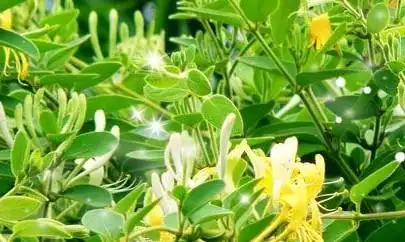 金银花为什么有的颜色不一样