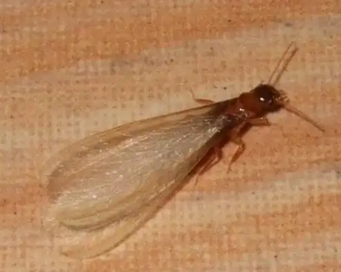 白蚁飞虫飞出后可以自己死悼吗