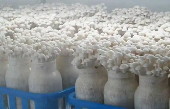 白玉菇对生长环境要求很严格,如何种好白玉菇,请注意这些!