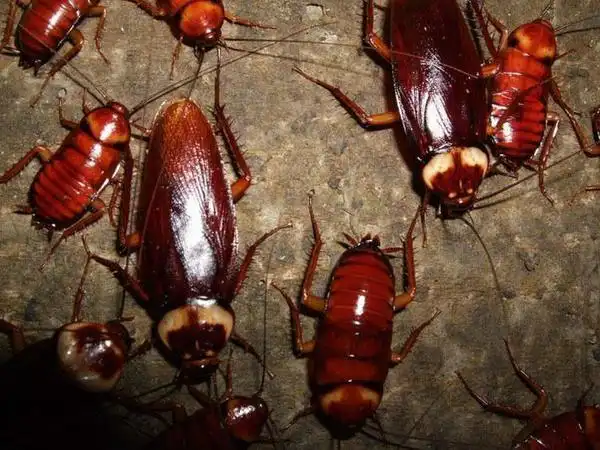 互动问答| 蟑螂的生命力有多强?