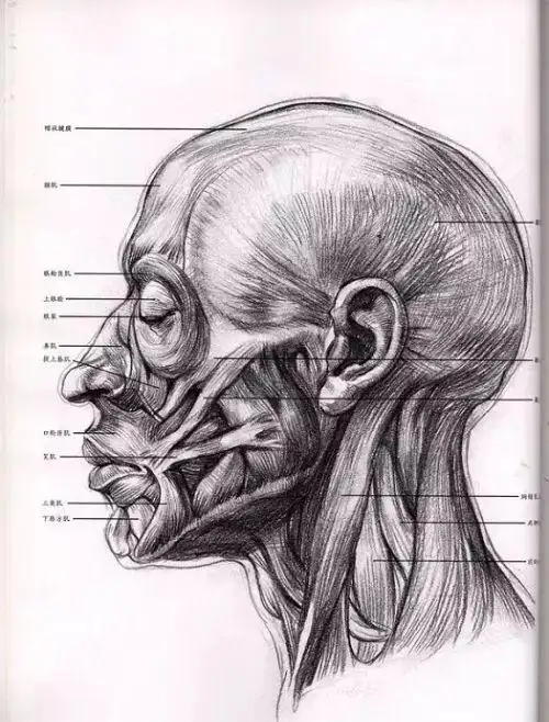 实用素描头像结构图解析超牛的素描头部结构解析