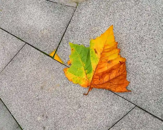 地上一片漂亮的梧桐落叶. 多愁善感的女人啊!