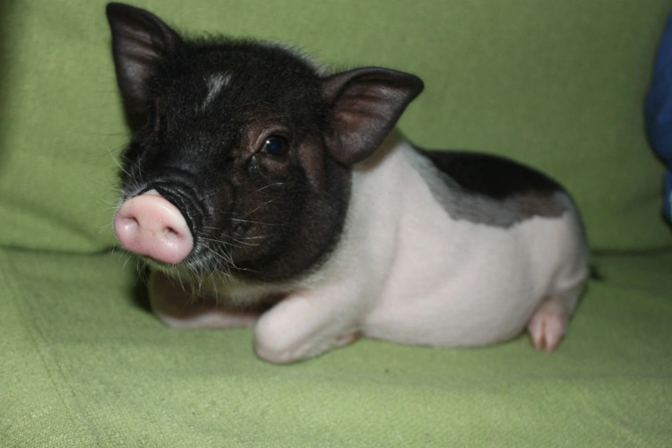 网友网购宠物小香猪,半个月后称烤乳猪真的香,店主