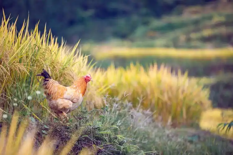 稻花鸡