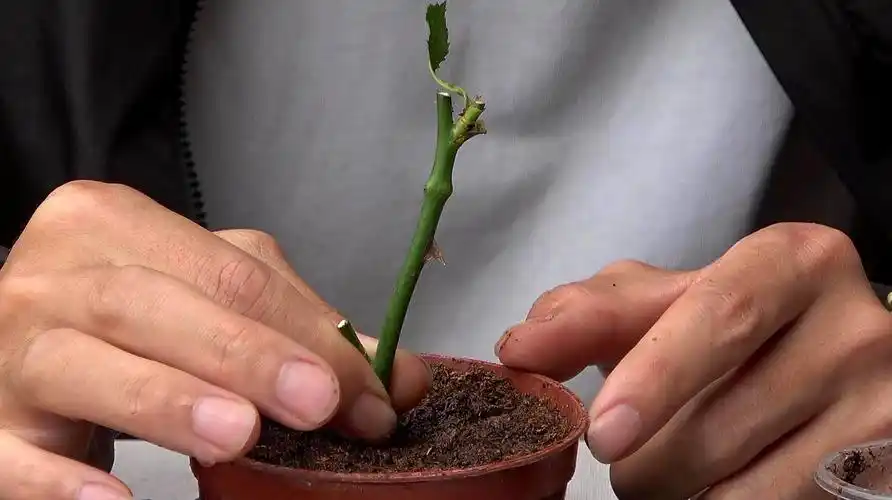 月季枝条扦插,这1步做好了,新芽冒更快