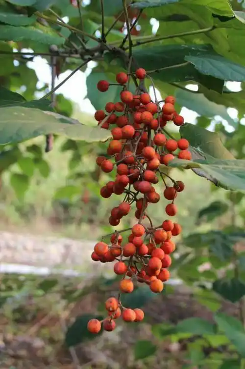 树上油库山桐子