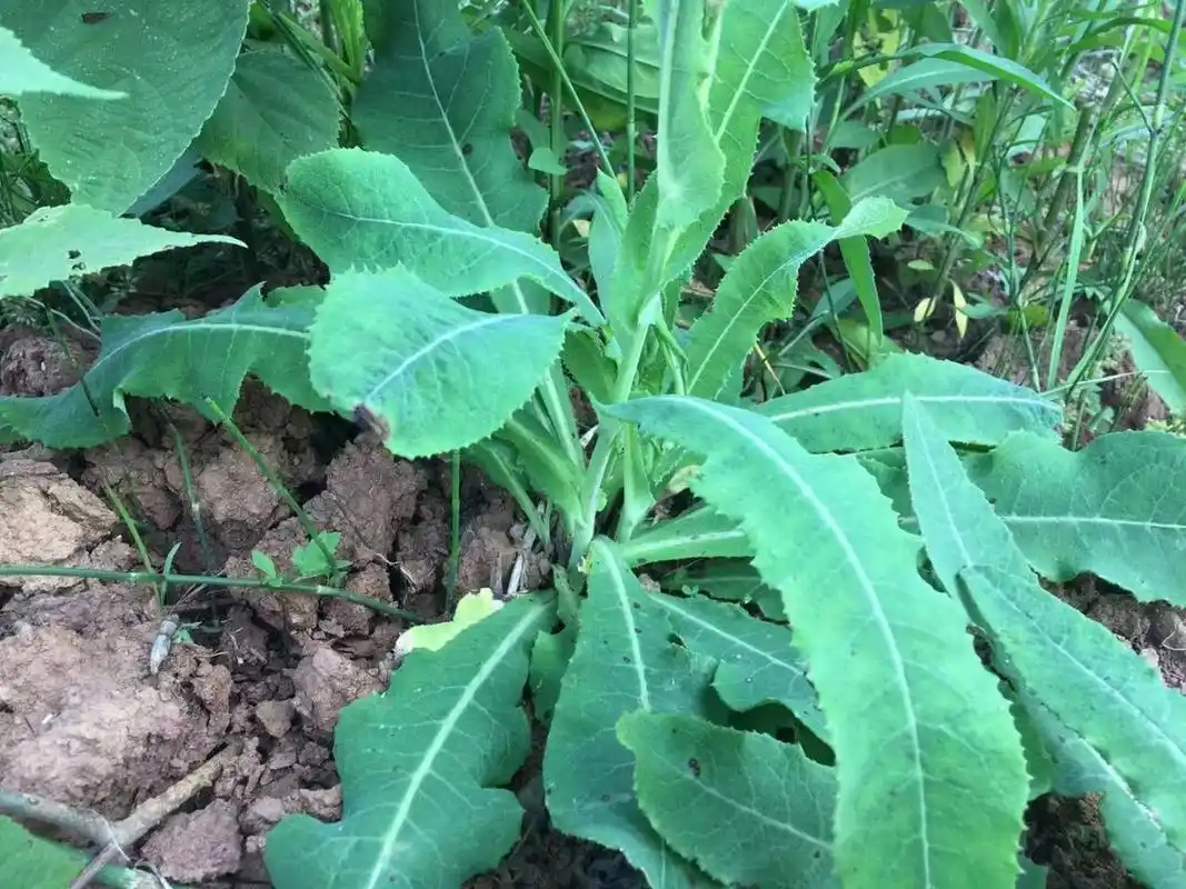 苣荬菜又叫荬菜,野苦菜,野苦荬,苦葛麻,苦荬菜等,是我们生活中常嫉哪