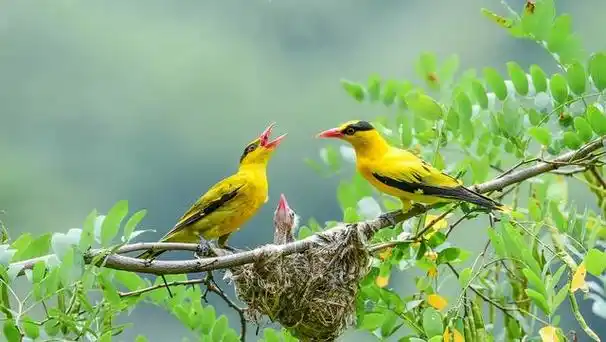 黄鹂鸟61黄莺图片集锦⑺(42幅)