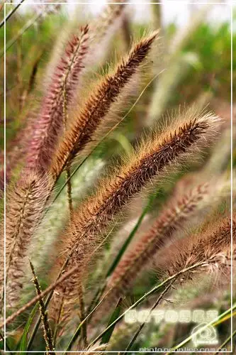 【阳光下的马尾草摄影图片】广西生态摄影_龙须河的世