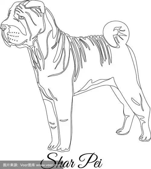 中国沙皮狗的轮廓