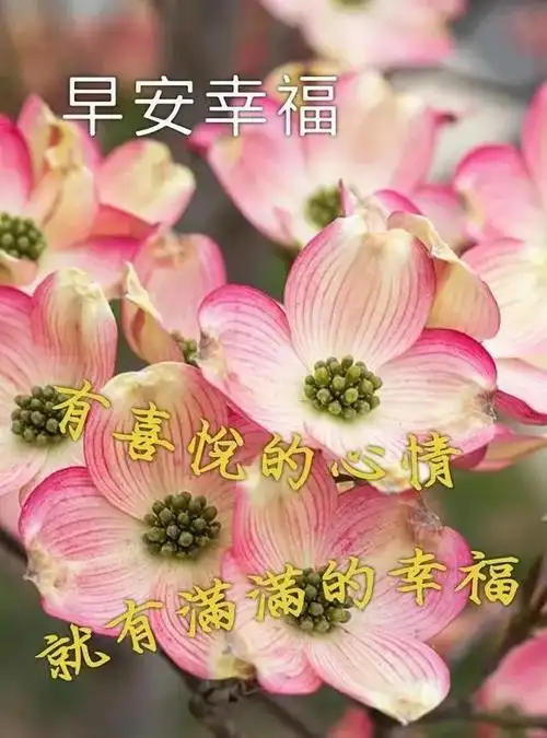 全新的早上好日常祝福图片,只为带来美好祝愿