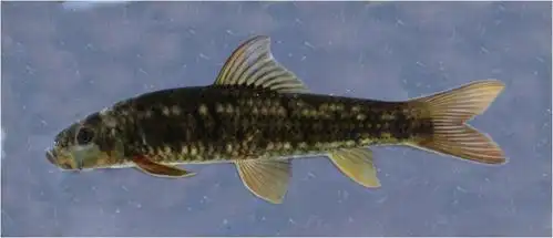 缅甸北部发现淡水鱼类5个物种新纪录