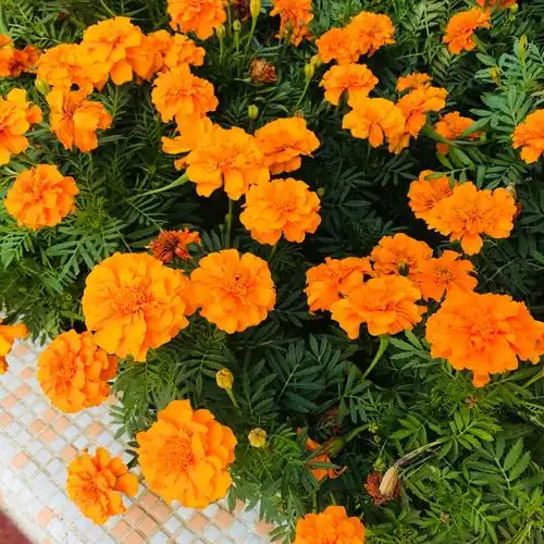 橙色的是孔雀草