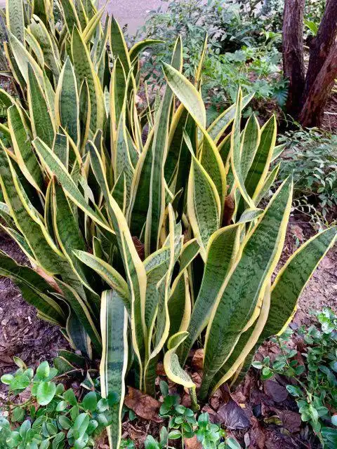 第一次见到斑纹剑麻开花