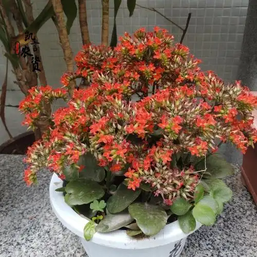 【农友推荐】可狄(kedi)长寿花大花朵凤尾老品种稀有单瓣花卉大全四季