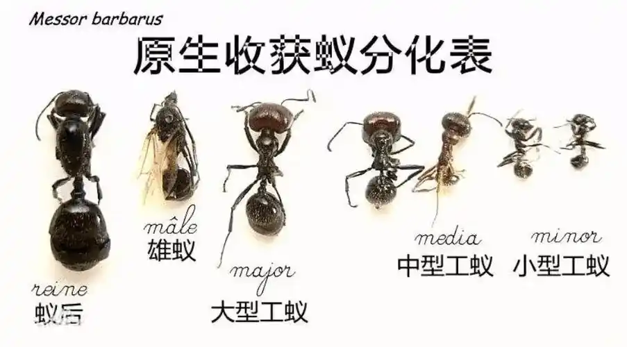 它们的外形实在没啥好说,真的很像普通的黑蚂蚁;雄蚁看起来像华丽版工