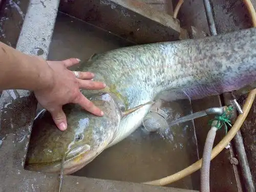 钓获一只"鲶鱼王"再值钱也要自己吃