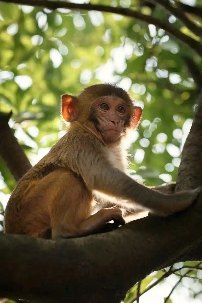 人与自然和谐共处|上方山猴子.地址:苏州上方山国家森林公园 - 抖音