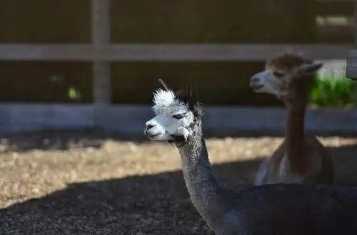 动物园里的羊驼